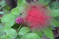 Calliandra emarginata